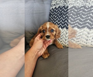 Medium Cavalier King Charles Spaniel