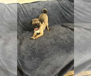 Pug Puppy for sale in CERES, CA, USA