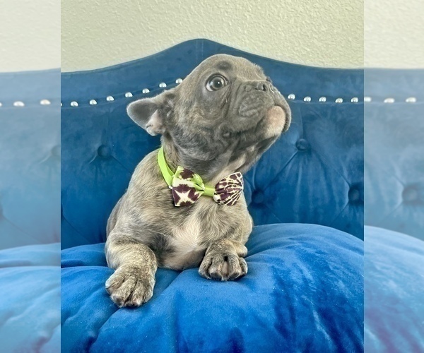 Medium Photo #1 French Bulldog Puppy For Sale in BERKELEY, CA, USA