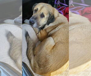 Anatolian Shepherd Dogs for adoption in Higley, AZ, USA