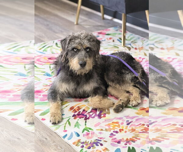 Medium Photo #1 Mutt Puppy For Sale in Holly Springs, NC, USA