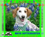 Small Photo #16 Basschshund Puppy For Sale in San Antonio, TX, USA
