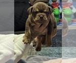 Puppy Choc Tri Female Olde English Bulldogge
