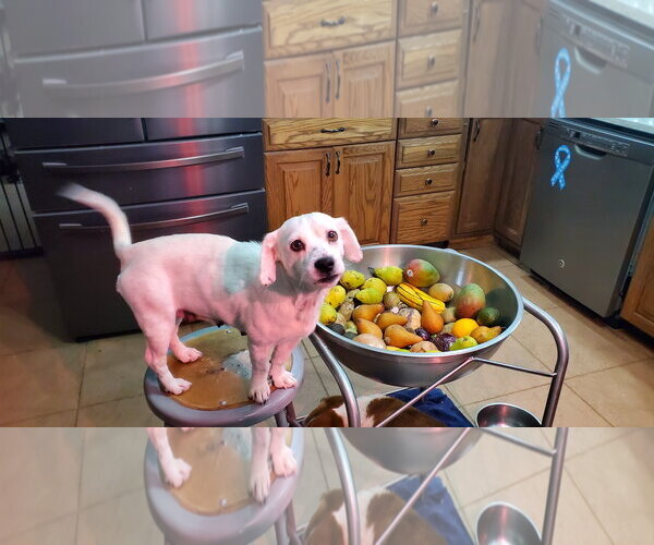 Medium Photo #5 Jack Russell Terrier-Unknown Mix Puppy For Sale in Cuba, NY, USA