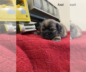Shih Tzu Puppy for Sale in IRETON, Iowa USA