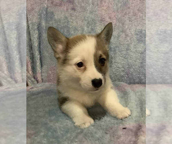 Medium Photo #9 Pembroke Welsh Corgi Puppy For Sale in MERCED, CA, USA