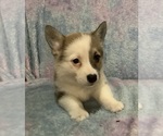 Small #8 Pembroke Welsh Corgi