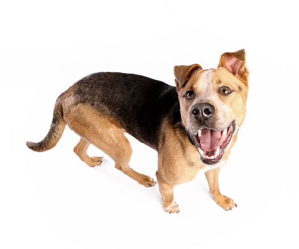 Medium Photo #14 American Staffordshire Terrier-Unknown Mix Puppy For Sale in Holly Springs, NC, USA