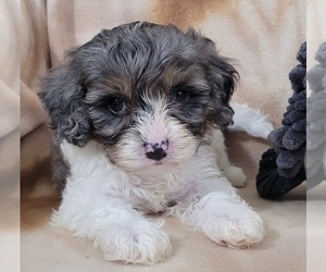 Cavapoo Puppy for Sale in ORRVILLE, Ohio USA