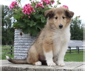 Collie Puppy for sale in FREDERICKSBURG, OH, USA