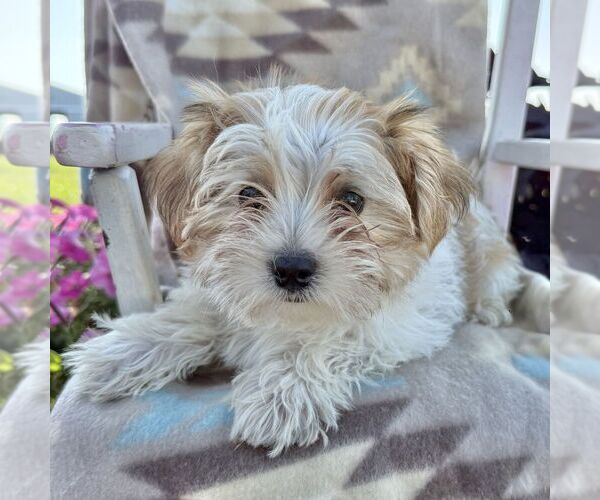 Medium Photo #4 Morkie Puppy For Sale in WILLIAMSBURG, IN, USA
