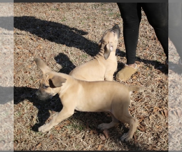 Medium Photo #3 Boerboel Puppy For Sale in NORFOLK, VA, USA