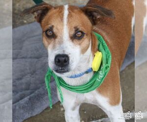 Labbe Dogs for adoption in Washington, DC, USA