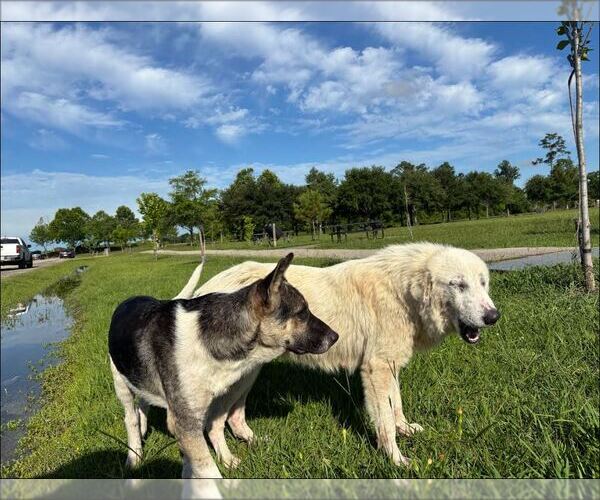 Medium Photo #7 Great Pyrenees-Unknown Mix Puppy For Sale in Houston, TX, USA