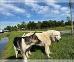Small #6 Great Pyrenees Mix