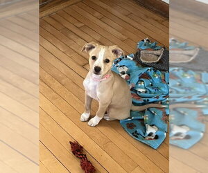 Mutt Dogs for adoption in Genesee, WI, USA