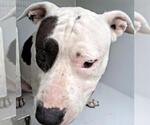 Small American Pit Bull Terrier Mix