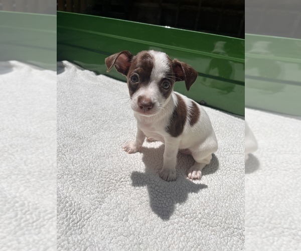 Medium Photo #11 Jack Chi Puppy For Sale in SAINT AUGUSTINE, FL, USA