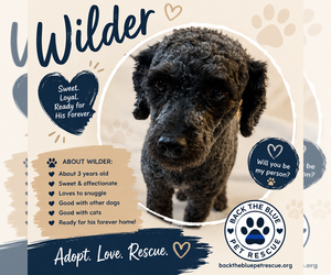 Mutt Dogs for adoption in Queen Creek, AZ, USA