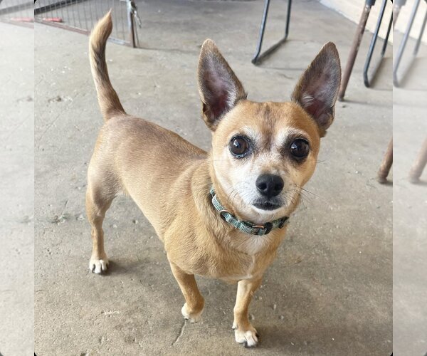 Medium Photo #4 Chipin Puppy For Sale in phoenix, AZ, USA