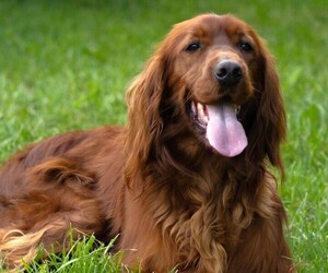 Irish Setter Puppy for sale in JONES, MI, USA