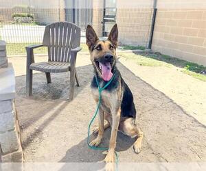 German Shepherd Dog Dogs for adoption in Orange, CA, USA