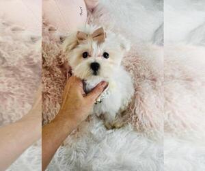 Medium Maltipoo (Toy)