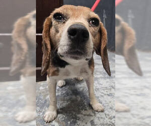 Beagle Dogs for adoption in Minneapolis, MN, USA