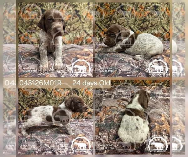 Medium Photo #3 German Shorthaired Pointer Puppy For Sale in MOYIE SPRINGS, ID, USA
