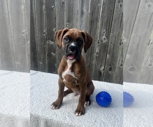 Boxer Puppy for Sale in GREENWOOD, Indiana USA