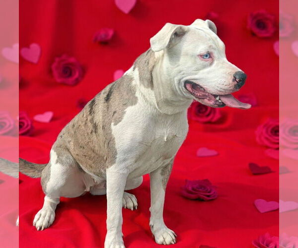 Medium Photo #4 Catahoula Leopard Dog-Unknown Mix Puppy For Sale in Talladega, AL, USA