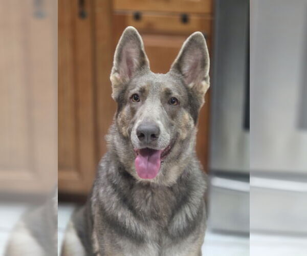 Medium Photo #1 German Shepherd Dog Puppy For Sale in Tampa, FL, USA