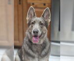 Small German Shepherd Dog