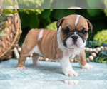 Puppy 5 English Bulldog