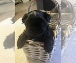 Puppy Reba Shih Tzu