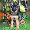 Small Photo #1 German Shepherd Dog Puppy For Sale in MIAMI, FL, USA