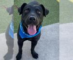 Small #1 Labrador Retriever Mix