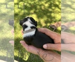 Small Photo #15 Boston Terrier Puppy For Sale in COTTONWOOD, CA, USA