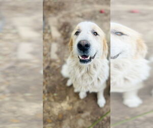 Great Pyrenees Dog for Adoption in Spring, Texas USA