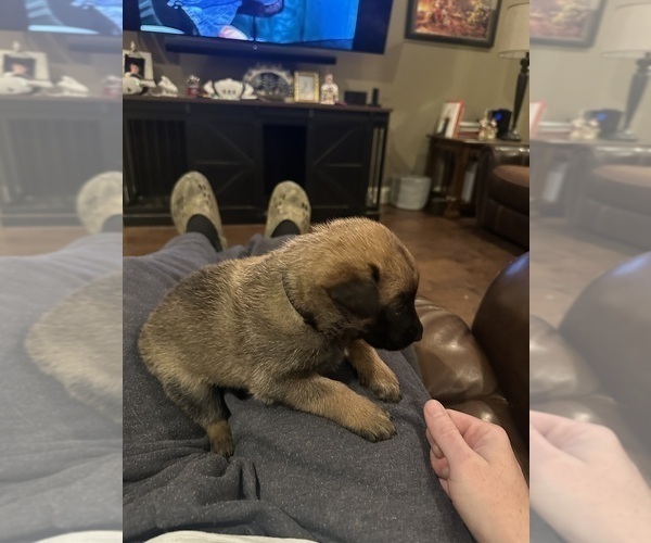 Medium Photo #8 Belgian Malinois Puppy For Sale in ATHENS, AL, USA