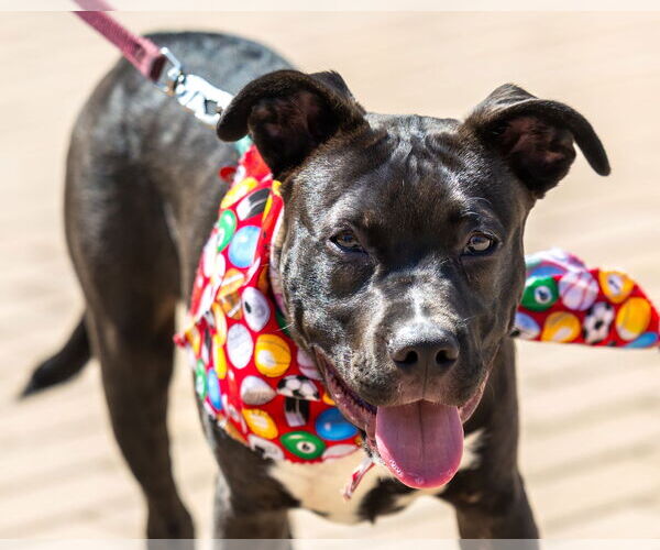 Medium Photo #13 American Pit Bull Terrier-Labrador Retriever Mix Puppy For Sale in San Diego, CA, USA
