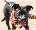 Small #12 American Pit Bull Terrier-Labrador Retriever Mix