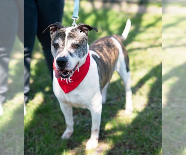 Medium Photo #5 American Bulldog-Unknown Mix Puppy For Sale in Perth Amboy, NJ, USA