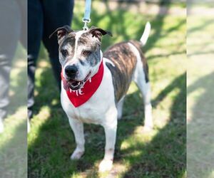 Danny - Male American Bulldog-Unknown Mix Dog for Adoption - Photo #4