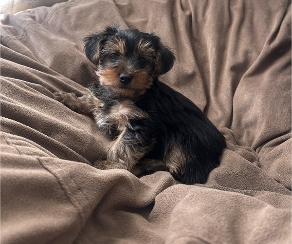 Medium Photo #1 Yorkshire Terrier Puppy For Sale in WEBSTER, FL, USA