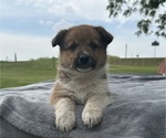 Puppy Puppy 3 female Pembroke Welsh Corgi