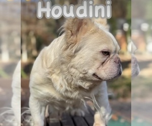 Father of the French Bulldog puppies born on 12/02/2024