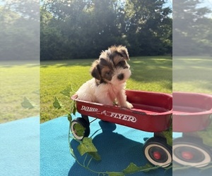 Yorkshire Terrier Puppy for sale in NACOGDOCHES, TX, USA