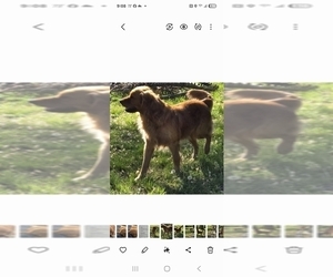Father of the Golden Retriever puppies born on 02/22/2025