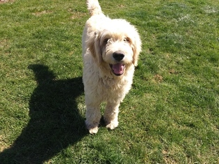 Goldendoodle Puppy for sale in LOWER SALEM, OH, USA